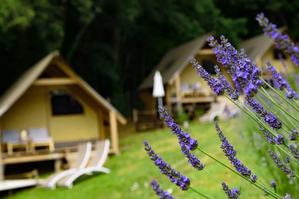 lavanda glamping ginestre
